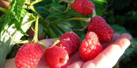 Maline vijesti mikolajczyk